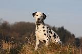 DALMATIEN 408